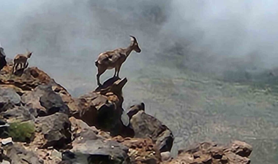 Ağrı Dağı’na tırmanış yapan dağcılar, yaklaşık 4 bin rakımda sürü