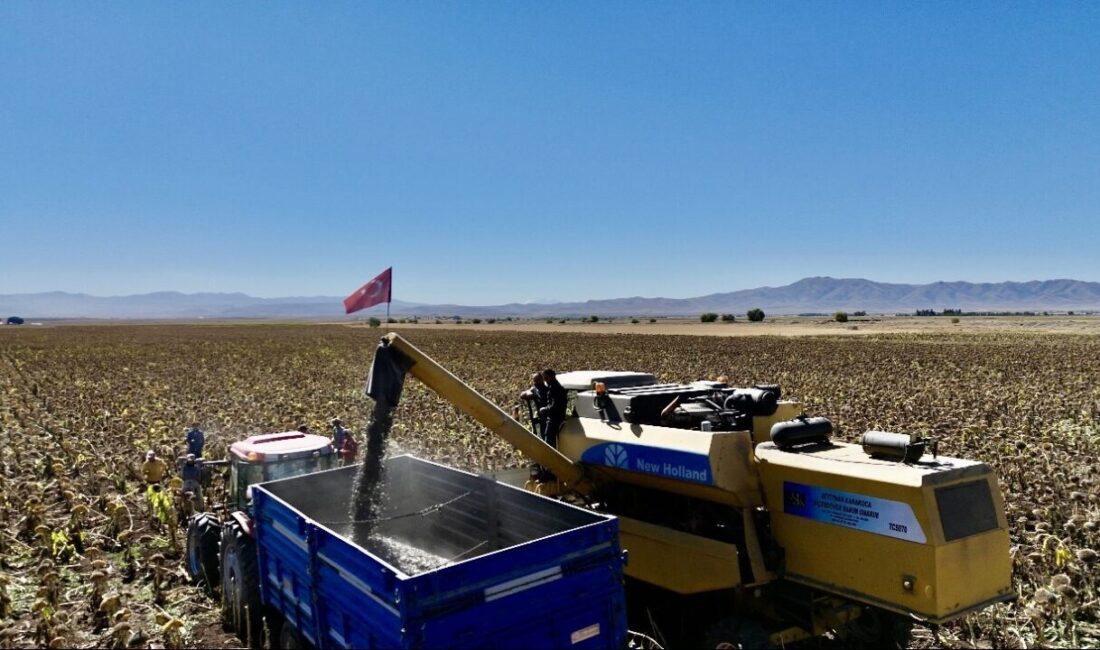 Ağrı’da ekim alanı 50 bin dekara yükselen ayçiçeğinin il ekonomisine