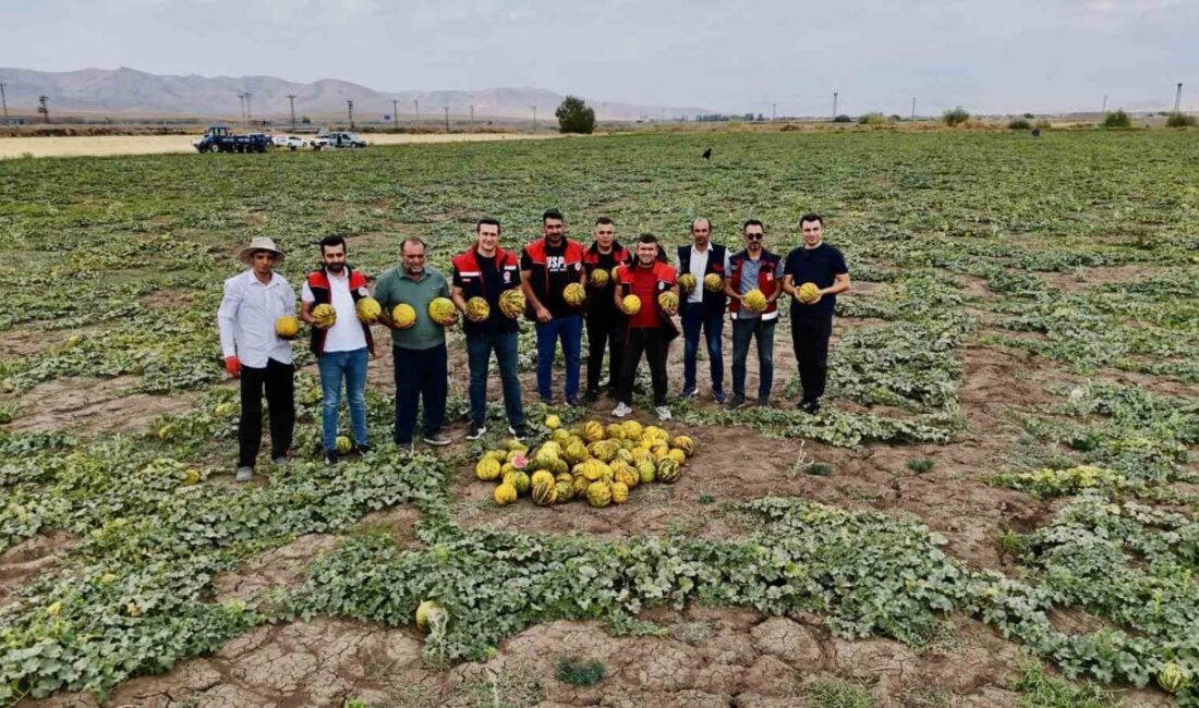 Ağrı’da çiftçilerin geçim kaynağı olan kavunların hasadı başladı. Kentin verimli
