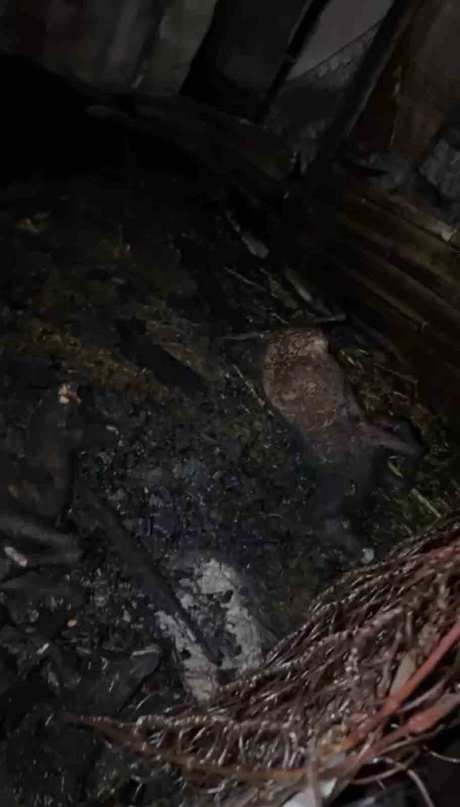 Adana’da ahır yangınında 7 küçükbaş hayvan telef oldu. Yangın, İmamoğlu