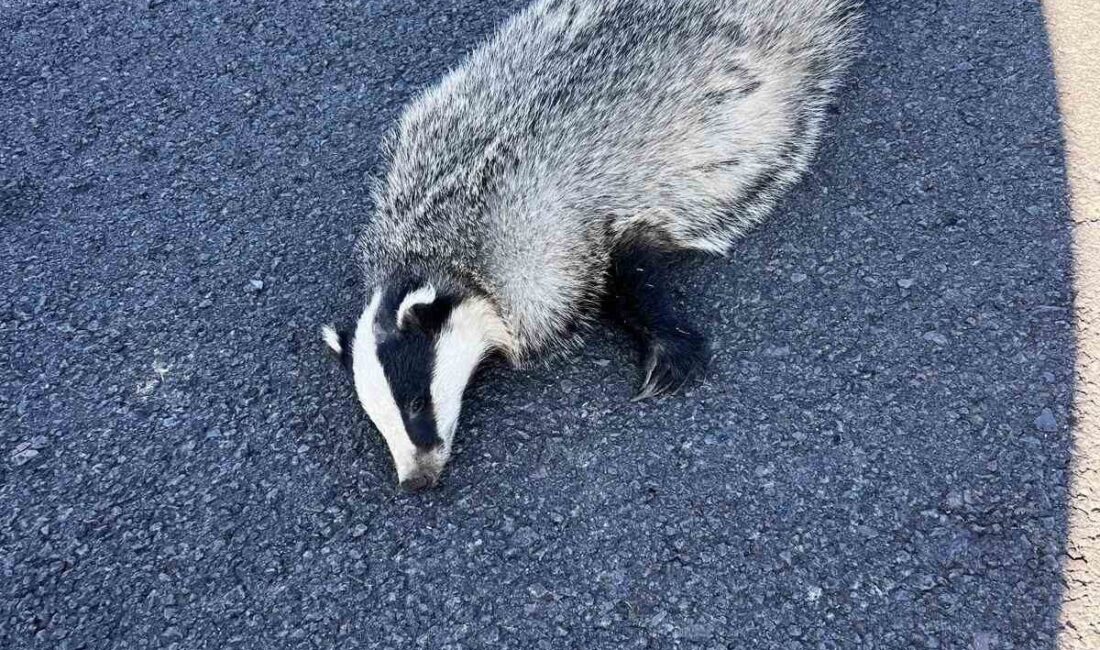 Akyaka’da nesli tükenme tehlikesi altında bulunan porsuk, bir aracın çarpması