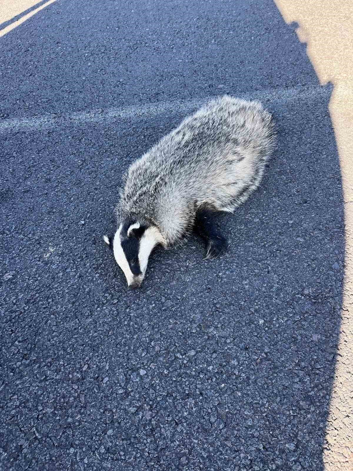 Akyaka’da nesli tükenme tehlikesi altında bulunan porsuk, bir aracın çarpması