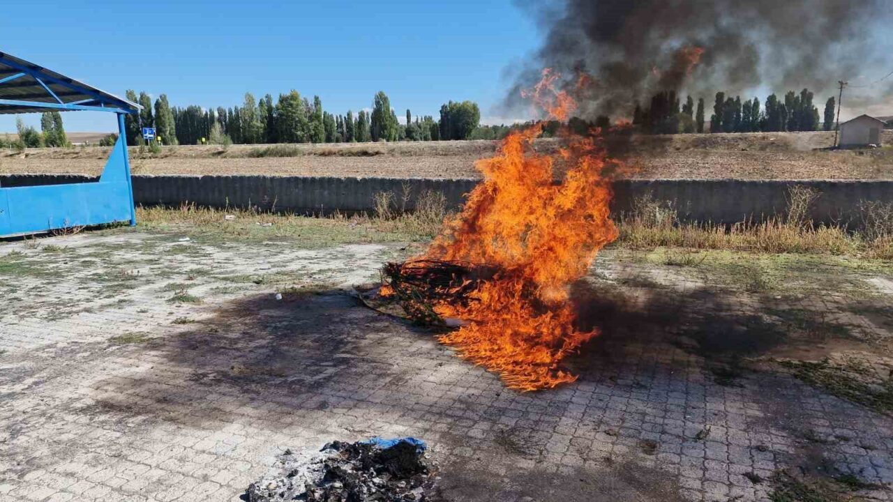Çorum’un Alaca ilçesinde jandarma ekiplerince ele geçirilen 21 kök kenevir
