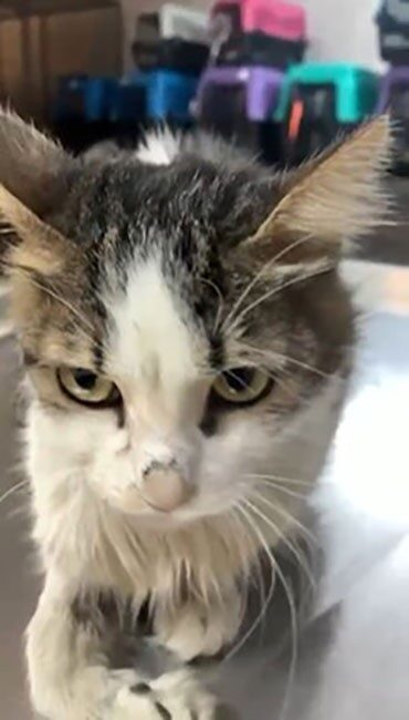 Antalya’nın Alanya ilçesinde, geçirdiği kaza sonucu çenesinden ağır yaralanan bir