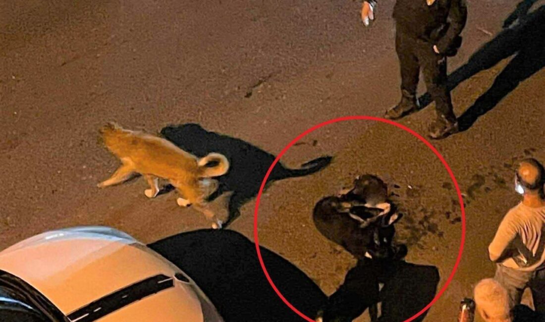 Ordu’nun Altınordu Belediyesi çöp kamyonunun ezdiği sokak köpeği telef oldu.