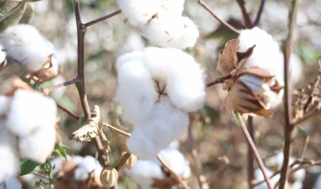 Hatay’ın bereketli toprakları olan Amik Ovası’nda beyaz altın olarak bilinen