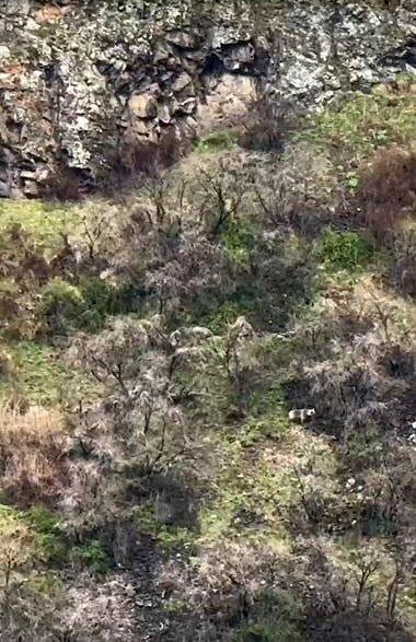 Ardahan’ın Çıldır ilçesinde boz ayı yavrularıyla ilerlerken görüntülendi. Ardahan’ın Çıldır