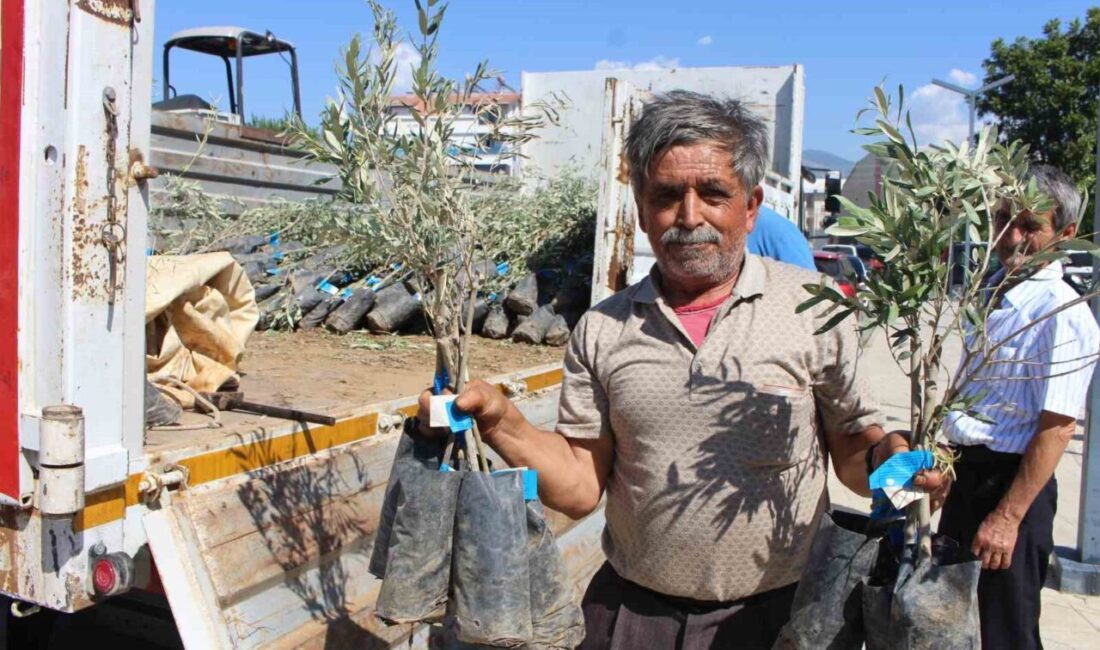Antalya Büyükşehir Belediyesi, Gazipaşa’da 83 kişiye bin 660 adet zeytin