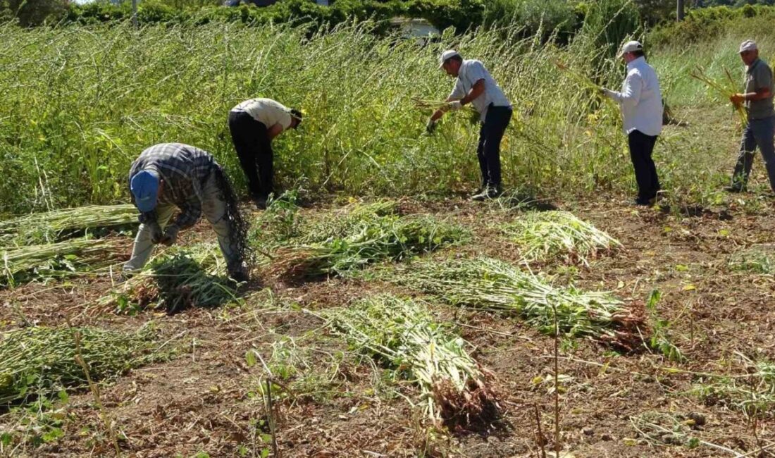 Antalya Manavgat’ın coğrafi işaretli ürünü olma özelliği taşıyan ve “altın”