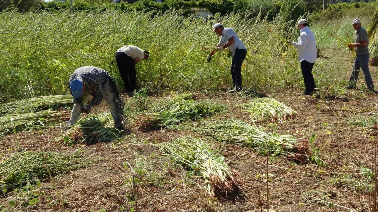 Antalya Manavgat’ın coğrafi işaretli ürünü olma özelliği taşıyan ve “altın”
