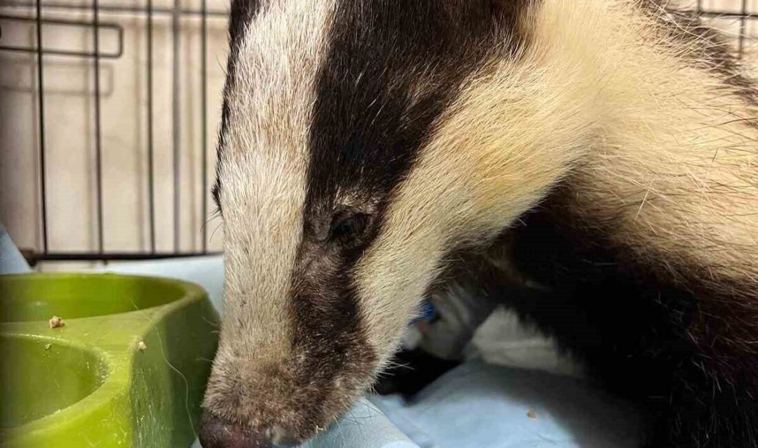 Antalya’nın Kemer ilçesine bağlı Kuzdere Mahallesi’nde bir evin bahçesinde porsuk