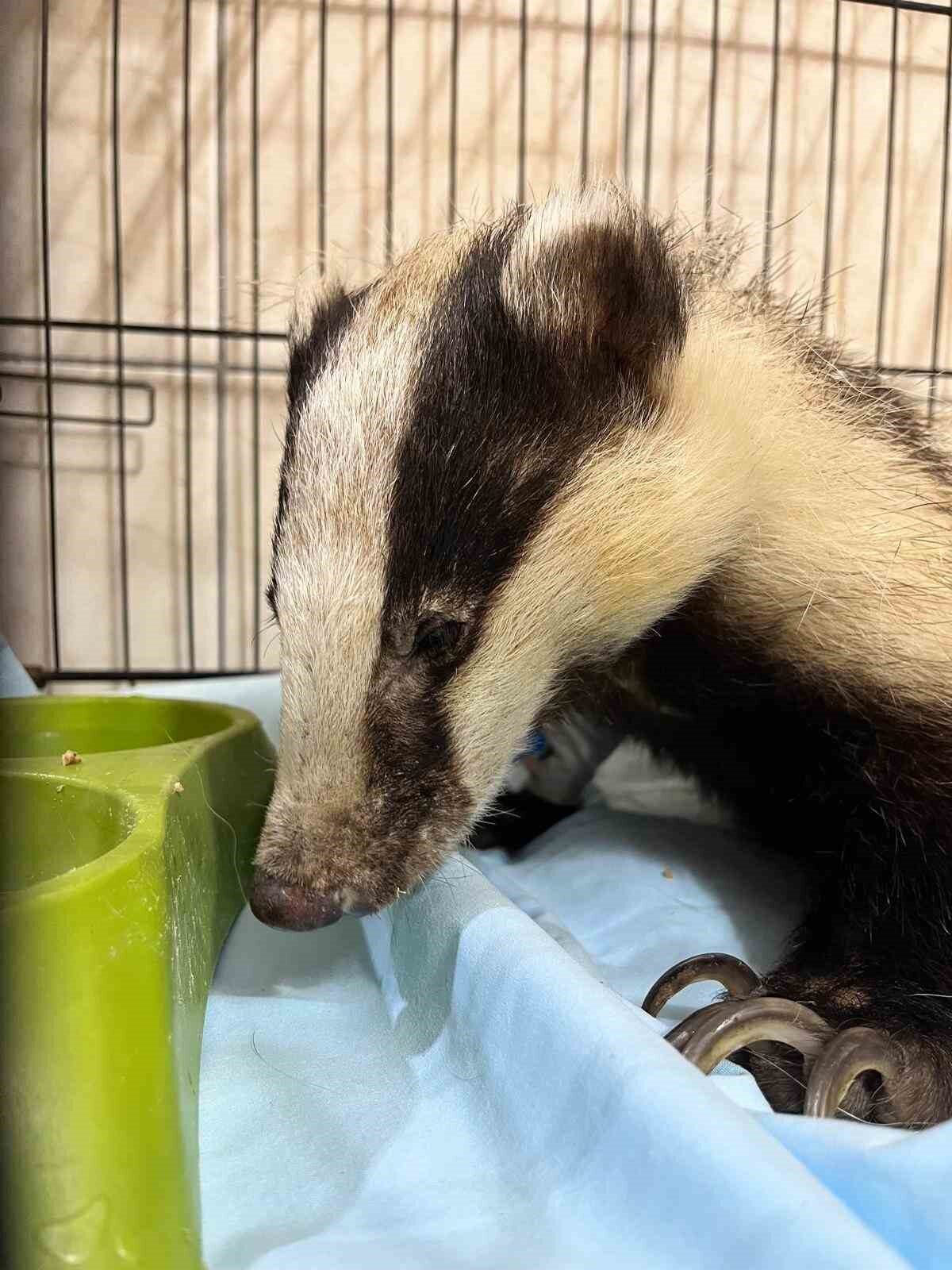 Antalya’nın Kemer ilçesine bağlı Kuzdere Mahallesi’nde bir evin bahçesinde porsuk