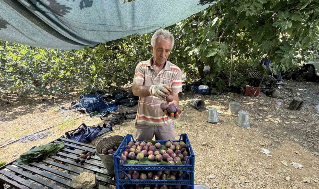 Antalya’nın İbradı ilçesinin 800 rakımlı Ürünlü Mahallesi’nde yetişen siyah incirin
