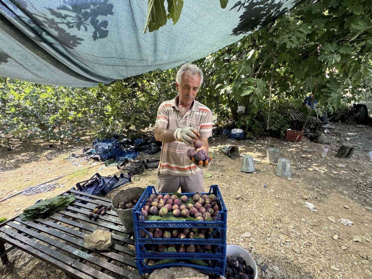 Antalya’nın İbradı ilçesinin 800 rakımlı Ürünlü Mahallesi’nde yetişen siyah incirin
