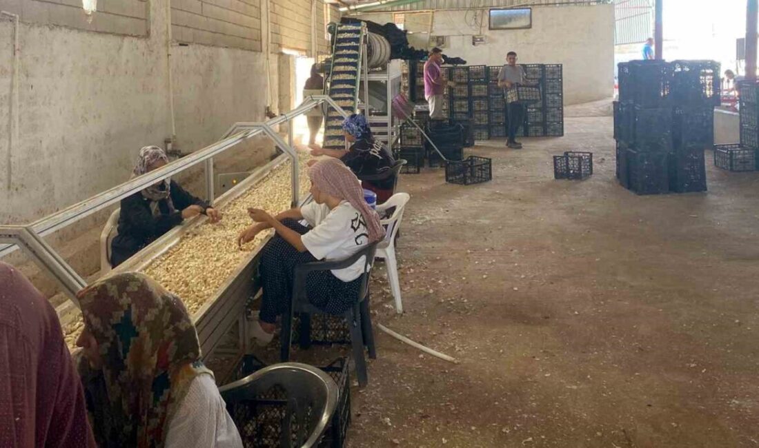 Gaziantep’in Araban ilçesinde Araban Sarımsağı üreticisi Ziraat Mühendisi Kadir Öztürk,