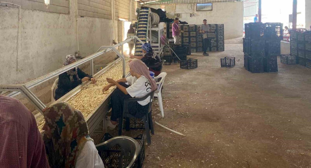 Gaziantep’in Araban ilçesinde Araban Sarımsağı üreticisi Ziraat Mühendisi Kadir Öztürk,