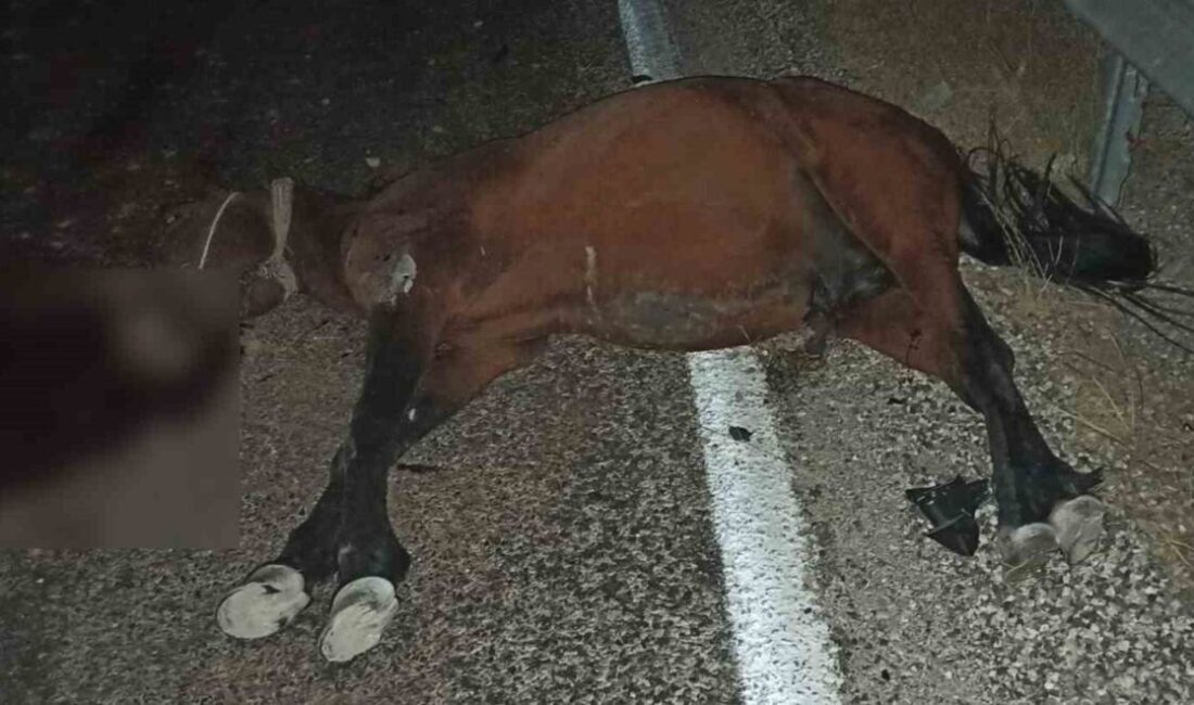Adıyaman’da, karayoluna çıkan başıboş at araç çarpması sonucu telef oldu.
