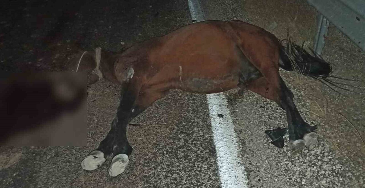 Adıyaman’da, karayoluna çıkan başıboş at araç çarpması sonucu telef oldu.