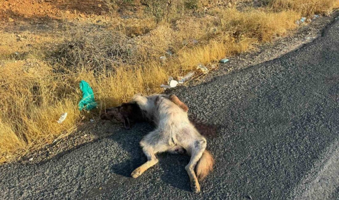 Şanlıurfa’nın Halfeti ilçesinde aracın çarptığı çizgili Anadolu sırtlanı telef oldu.