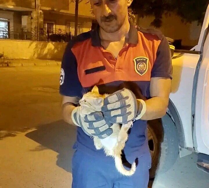 Hatay’ın İskenderun ilçesinde aracın motor kısmına giren yavru kedi, itfaiye