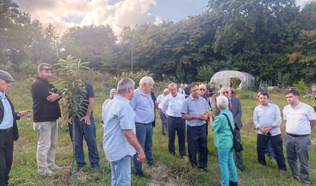 Sinop’ta düzenlenen konferansta kestane balının geleceği, bal üretiminde kestane ağacının