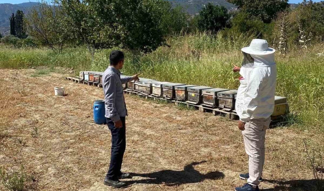 Aydın’ın Buharkent ilçesinde arıcılık faaliyetlerini desteklemek amacıyla arılı kovan tespit