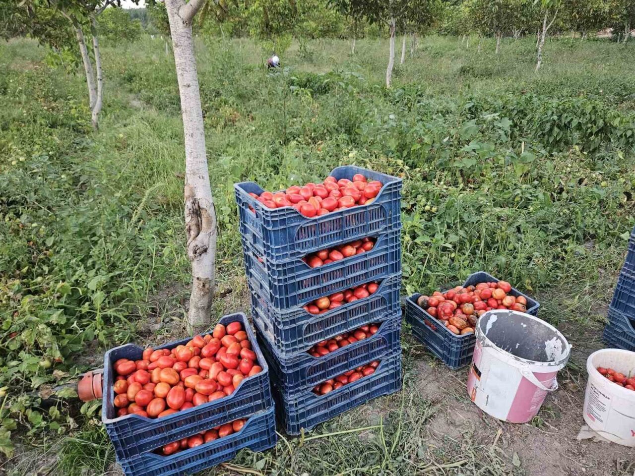 Balıkesir’in Sındırgı ilçesinde, Türkiye genelinde kalitesiyle bilinen mis kokulu Sındırgı