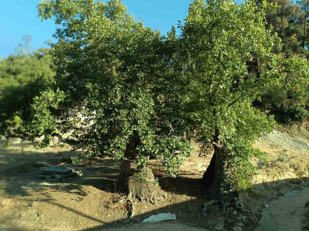 DENİZLİ (İHA) – Denizli’nin Buldan ilçesine bağlı Kırandamı Mahallesi’nde bulunan