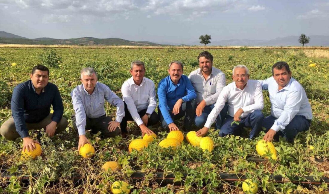 Denizli’nin Acıpayam ilçesinde yaklaşık 20 bin dekarlık alanda yetiştirilen ve