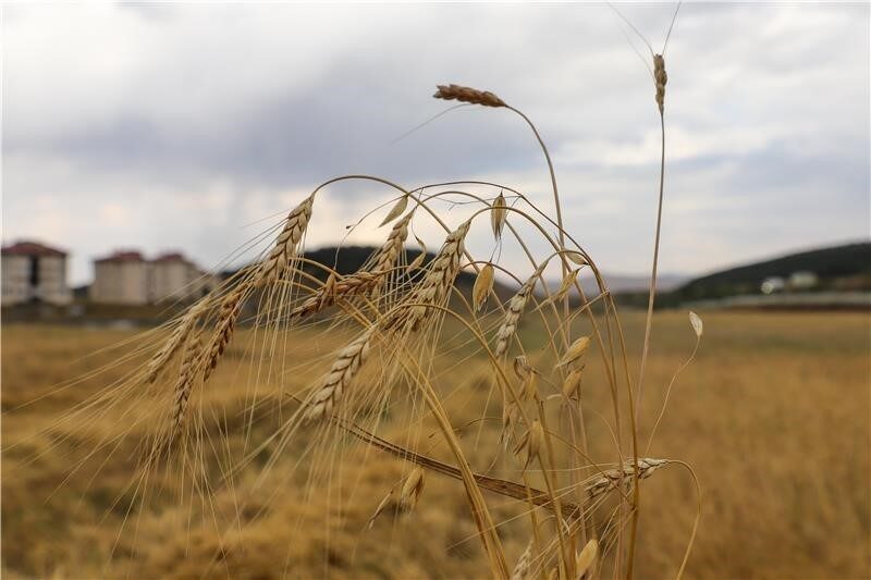 Yörede yüzyıllardır ekilen ancak unutulmaya yüz tutan kavılca buğdayında hasat