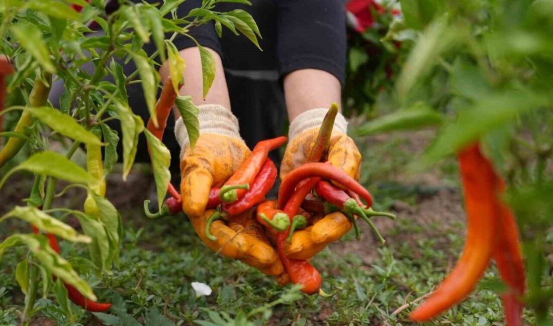 Düzce Belediyesi’nin yerli tohumların korunması, organik tarımın teşviki ve gelecek
