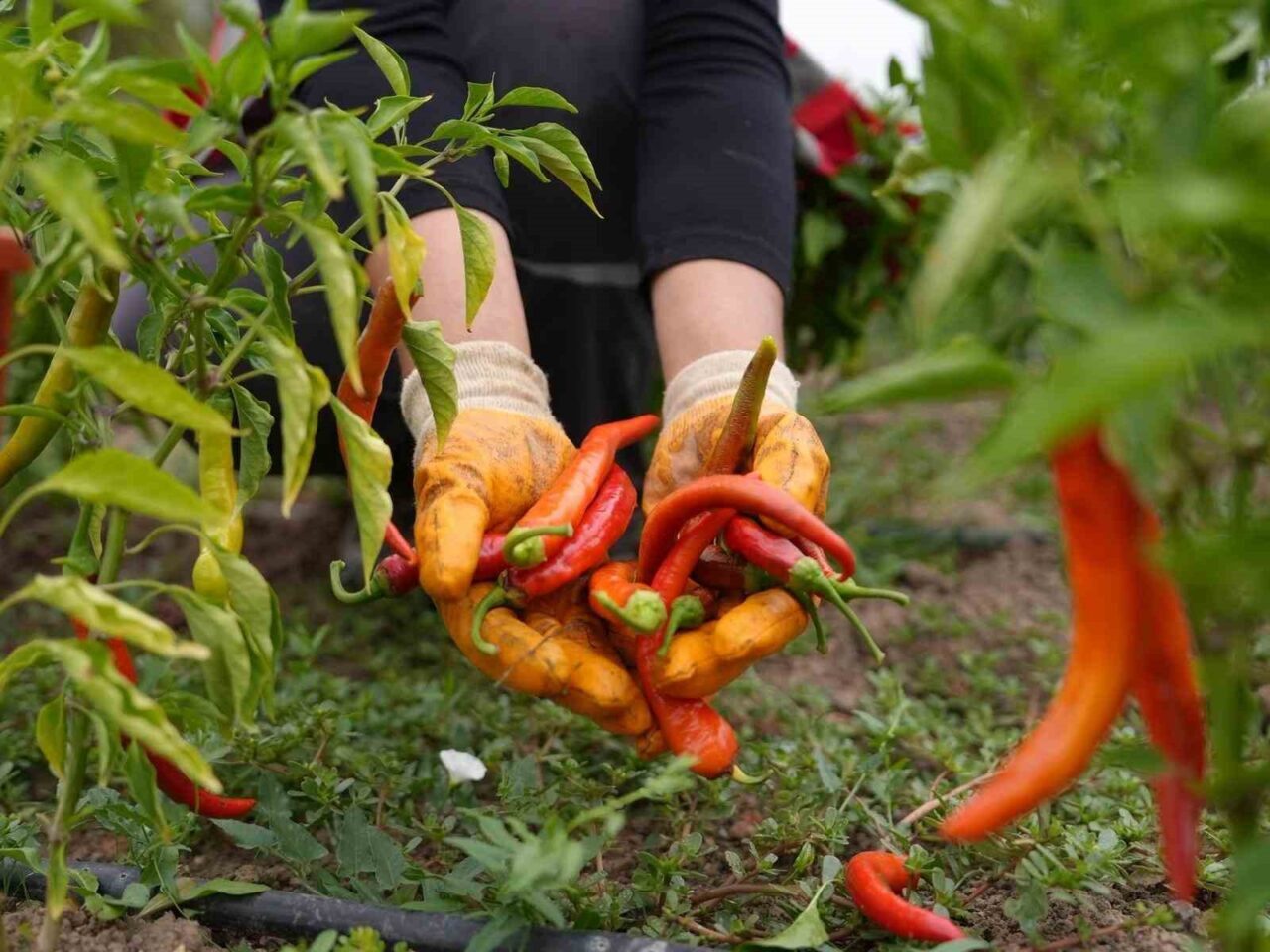 Düzce Belediyesi’nin yerli tohumların korunması, organik tarımın teşviki ve gelecek