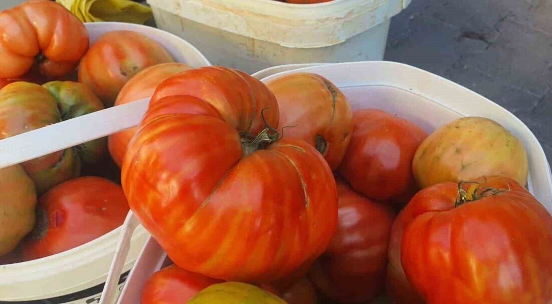 Elazığ’ın Palu ilçesinde ata tohumlarından yetiştirilen lezzeti ve büyüklüğü ile