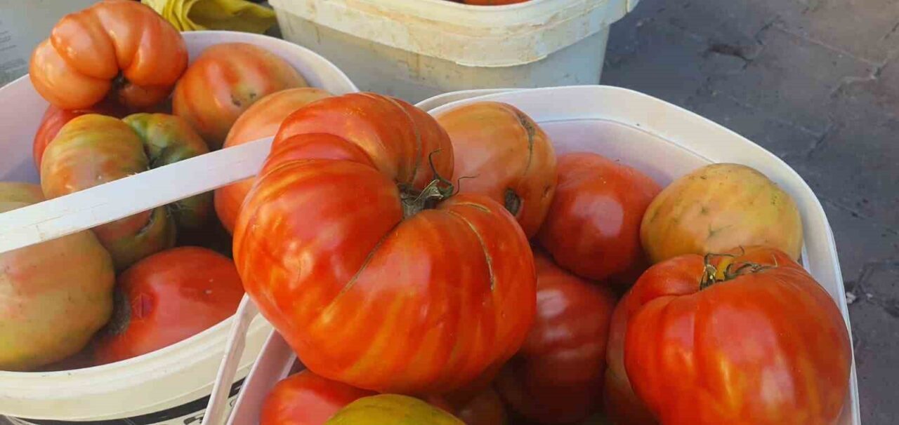 Elazığ’ın Palu ilçesinde ata tohumlarından yetiştirilen lezzeti ve büyüklüğü ile