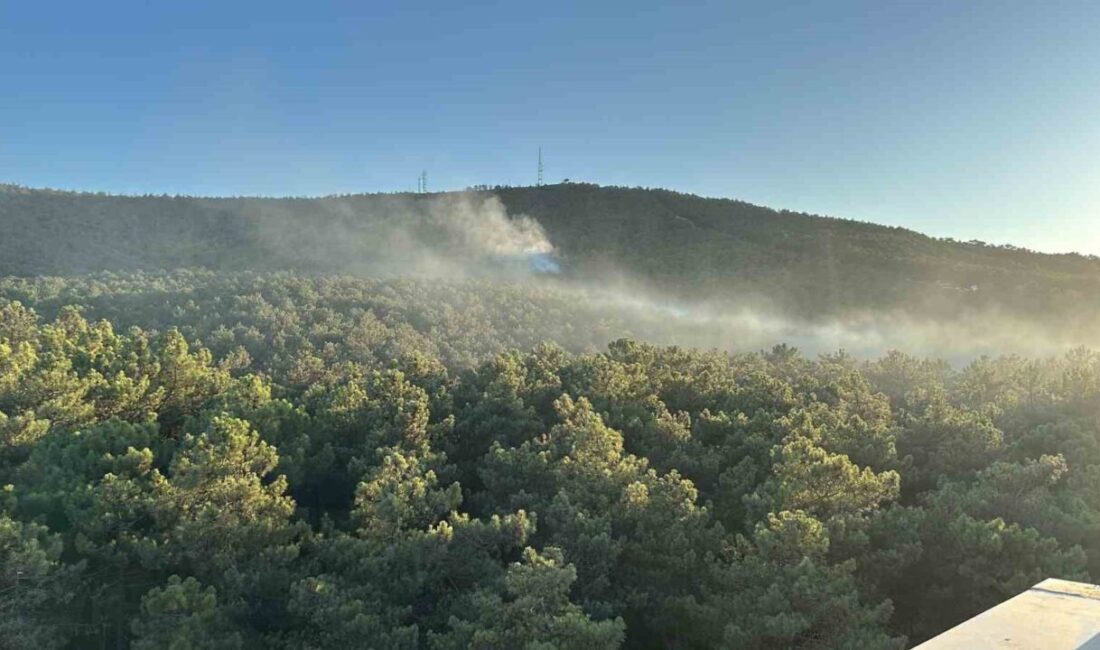 Ataşehir Kayışdağı ormanında yangın çıktı. Olay yerine çok sayıda itfaiye