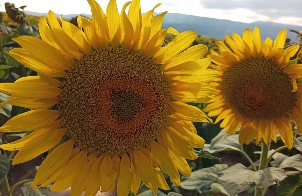 Karadeniz Yağlı Tohumlar Tarım Satış Kooperatifleri Birliği (KARADENİZBİRLİK), 2025-26 sezonu