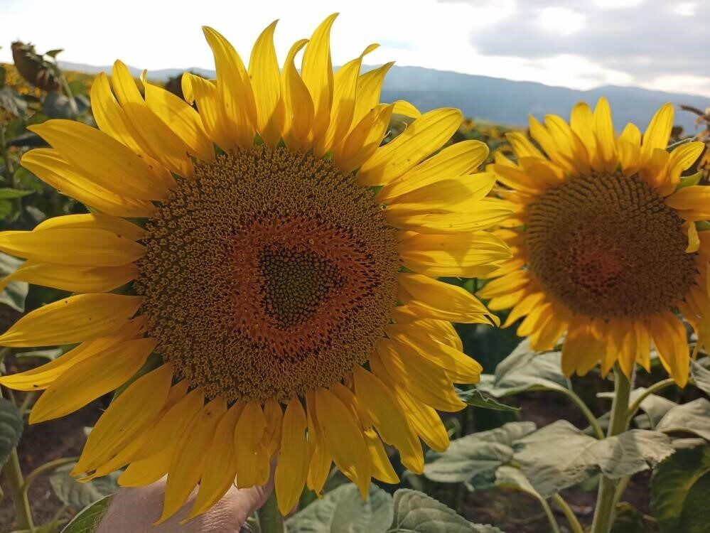 Karadeniz Yağlı Tohumlar Tarım Satış Kooperatifleri Birliği (KARADENİZBİRLİK), 2025-26 sezonu