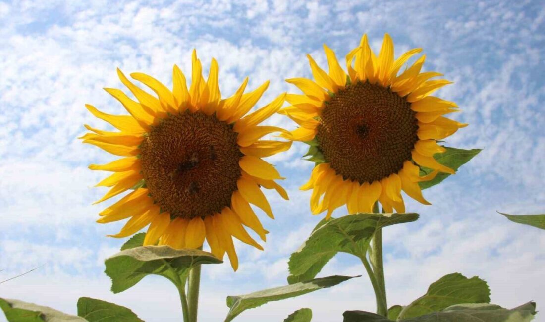 Yüzde 40 yağ oranına sahip ayçiçekleri için alım fiyatlarını 28,50