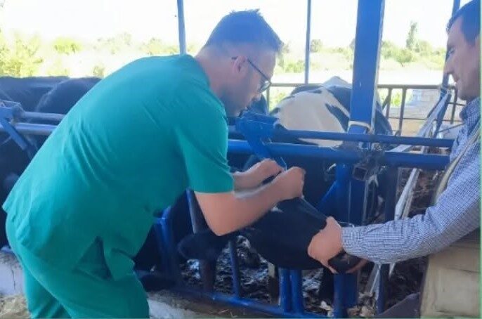 Aydın İl Tarım ve Orman Müdürlüğü’nün hayvancılığı tehdit eden şap