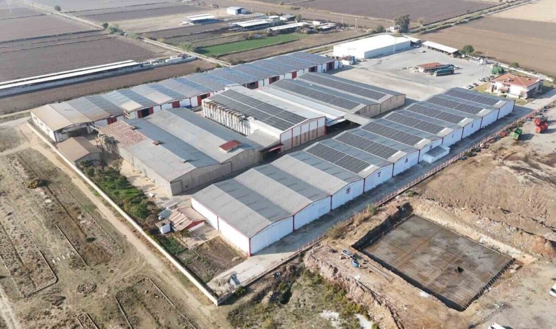 S.S. 46 NO.lu Aydın Pamuk ve Yağlı Tohumlar Tarım Satış