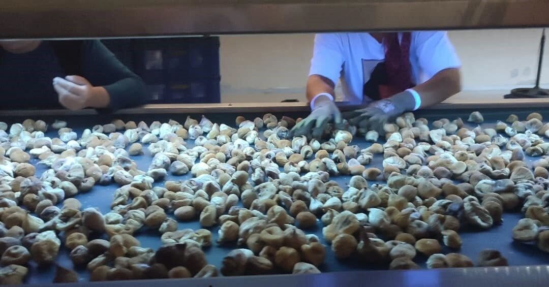 Aydın İncirinin kalitesinin korunması amacıyla il genelinde denetim ve incelemeler