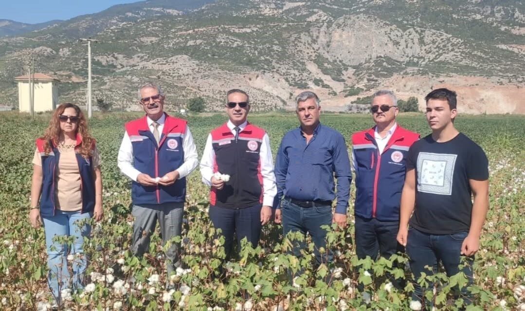 Aydın’da 447 bin dekar alanda üretimi yapılan pamukta kalite ve