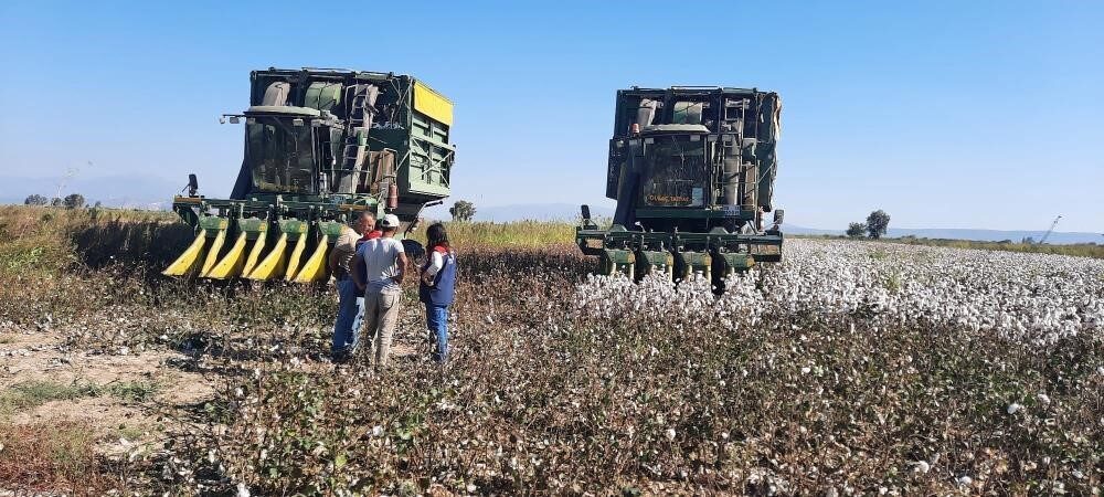 Aydın’da tavsiye niteliğinde alınan makineli pamuk toplama ücreti, 2025 yılı