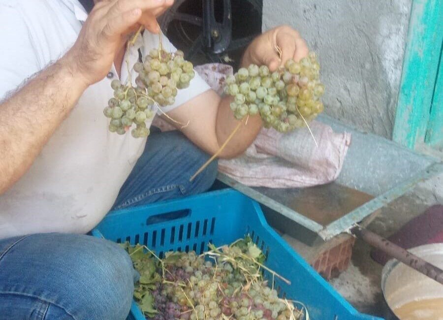 Aydın’da incir hasat sezonunu tamamlayan çiftçiler bağ bozumuna başladı. Tamamen