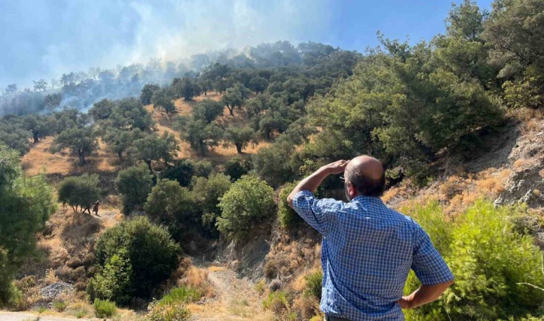 Aydın’ın Efeler ilçesinde zeytinlik alanda çıkan yangın kontrol altına alınırken,