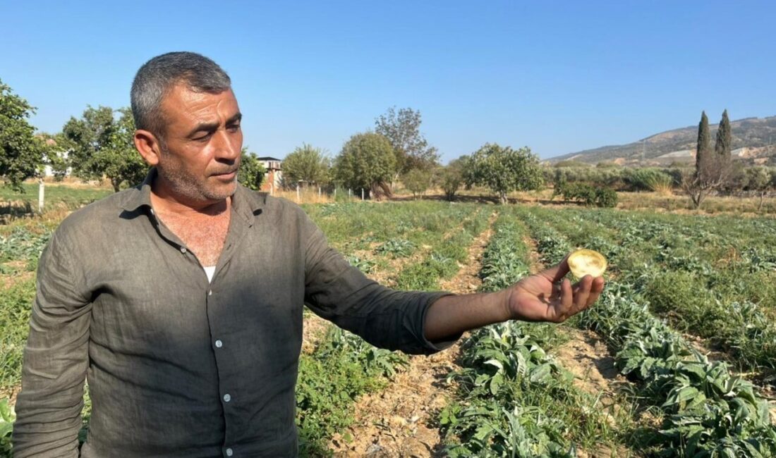 Türkiye’nin en fazla ve en kaliteli enginarının üretildiği Aydın’da üretici