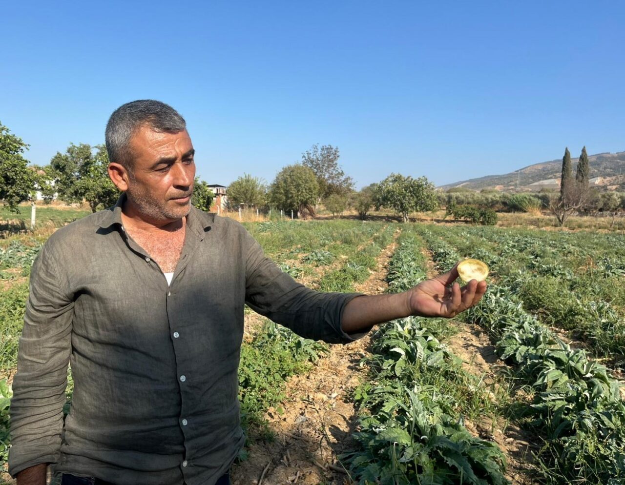 Türkiye’nin en fazla ve en kaliteli enginarının üretildiği Aydın’da üretici