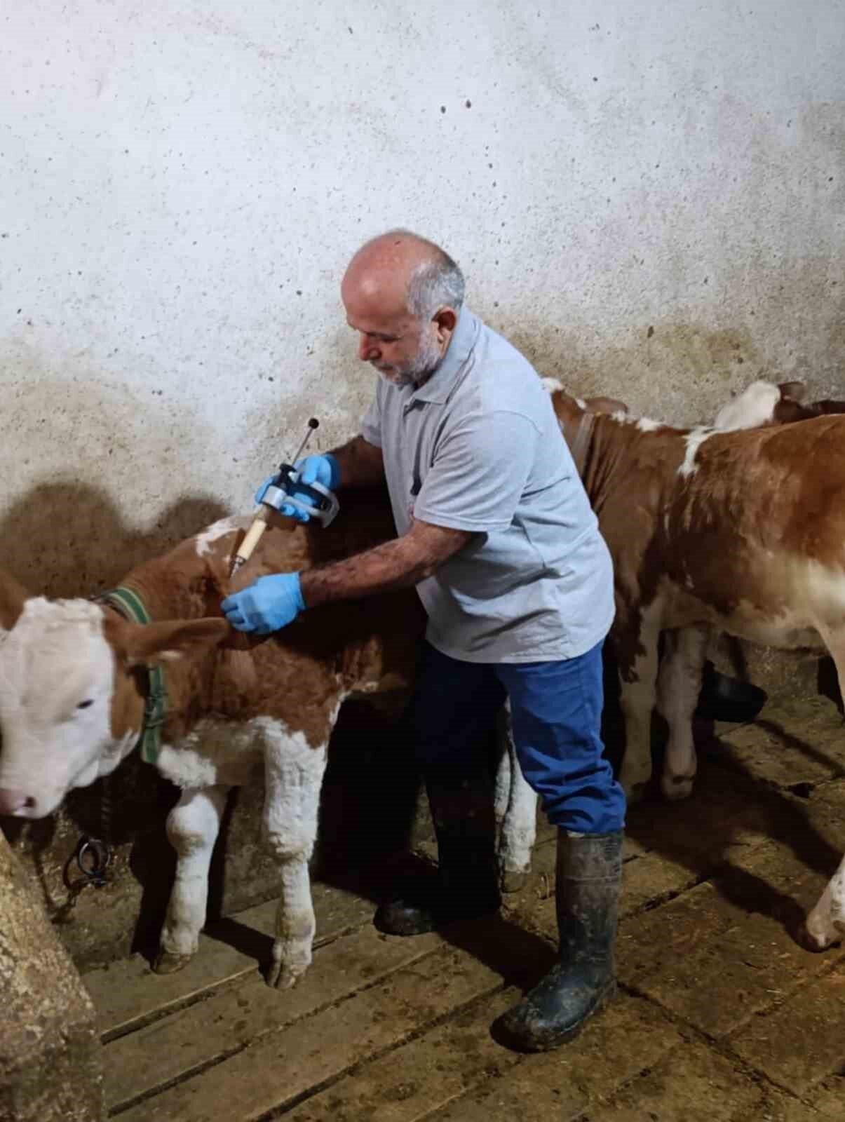 2025 yılı Sonbahar şap aşılama kampanyası kapsamında Bayburt’un Aydıntepe ilçesine