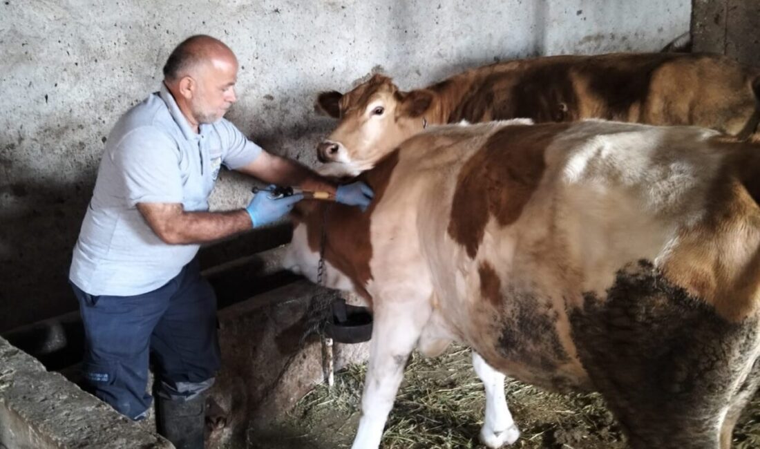 2025 yılı Sonbahar şap aşılama kampanyası kapsamında Bayburt’un Aydıntepe ilçesinin