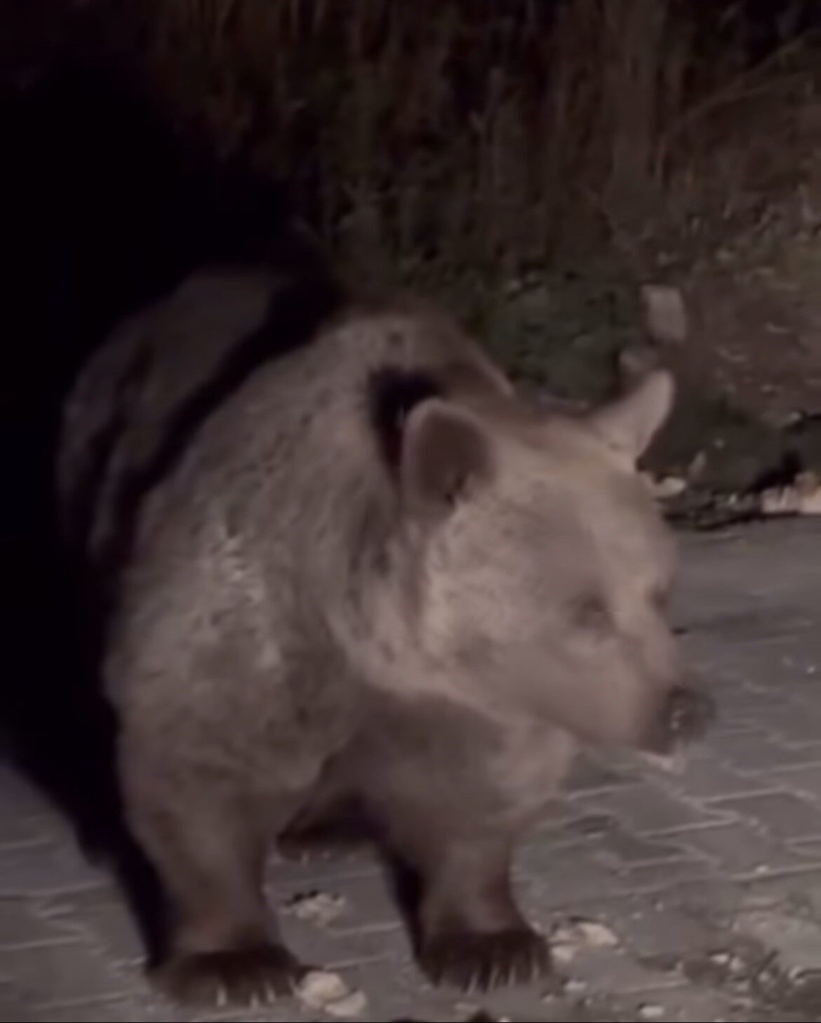 Bursa’nın turizm merkezi Uludağ’da gezinti yapan vatandaşların karşısına anne ayı